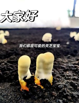 孢子——成长初期攻略