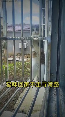 猫会自己回家认路吗