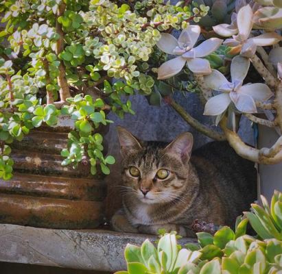 农村半散养的猫咪丢了自己能回来吗?