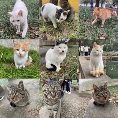 猫咪后院如何扩建后院