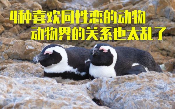 请问哪位高人知道动物是否会有同性恋?