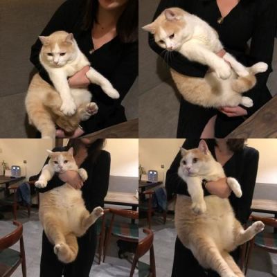巷子里的秘密喂猫小女孩攻略