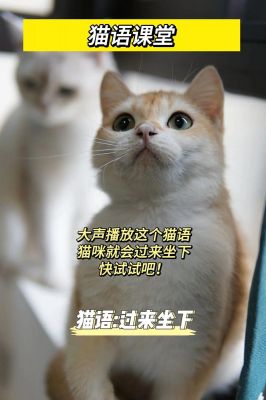 怎么让猫听你的话,学乖?