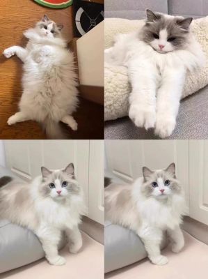 布偶猫卖那么贵,是因为它比别的猫优点更多吗?