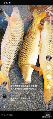 郑州黄河鲤鱼良种场怎么样?