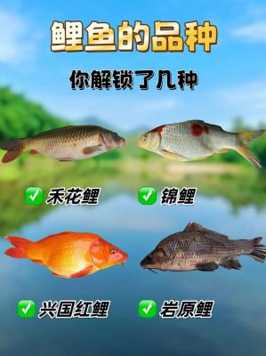 现在钓鲤鱼钓深水还是浅水