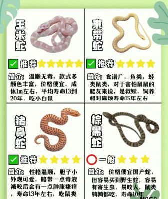 新手该如何养宠物蛇呢?需要注意些什么呢?