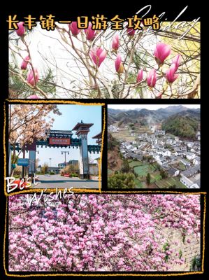 长丰樱花小镇2022赏樱攻略
