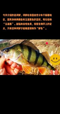 勇士鲈鱼的介绍