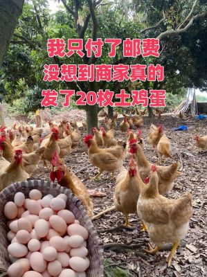 农场种蔬菜赚钱怎么收鸡蛋呢
