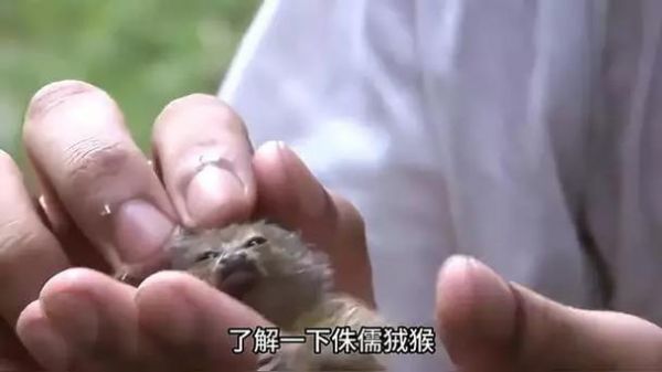 南美小猴子真正的名字
