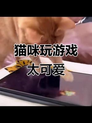 猫咪的捕鱼游戏攻略？猫捕鱼得到什么收获？