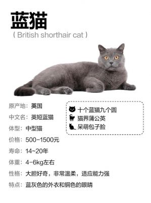 喂养蓝猫有哪些注意事项?