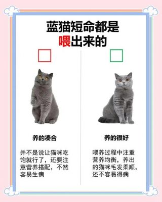 一个月大的蓝猫该怎么喂养?需要注意些什么?