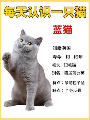 蓝猫的性格怎么样,温顺吗?