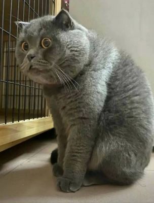 蓝猫为什么会呆在一个陌生的环境里面不走?