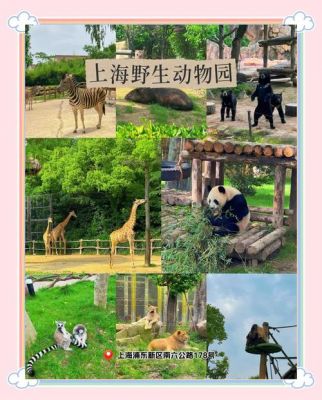 上海动物园游玩攻略,全面解析上海动物园的最佳游玩方式