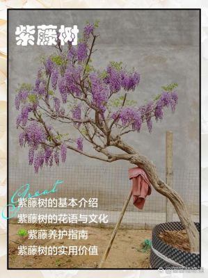 盆栽紫藤树怎么修剪视频