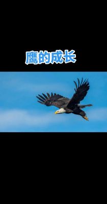 鹰是怎么重生的