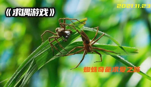 蜘蛛求爱攻略游戏