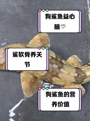 今天买了一条观赏的小鲨鱼不知道它吃什么,可不可以和金鱼养