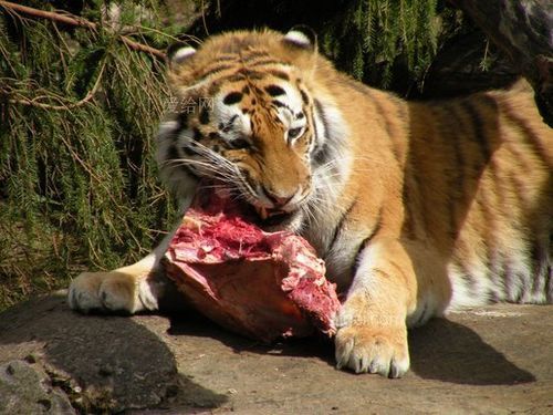 什么动物吃肉