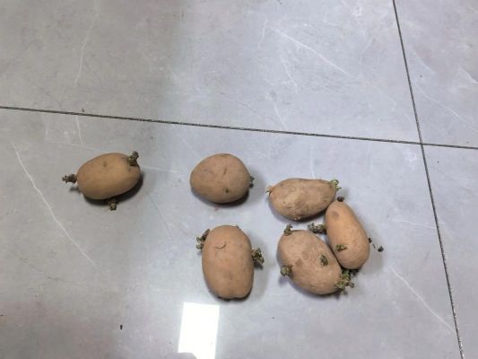 我的世界如何种土豆?