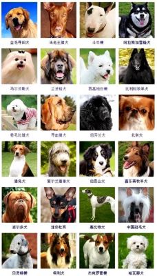 狗狗洋气的名字