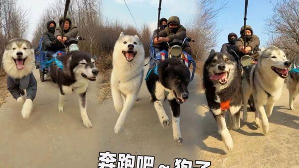 奔跑吧狗狗能提现吗