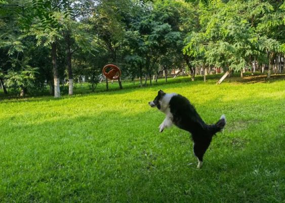 牧场物语里怎么和狗玩飞盘