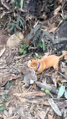 猎人带猎狗去捕猎,发现兔子刚跑出40米,猎狗去追兔子。已知猎狗跑2步的...